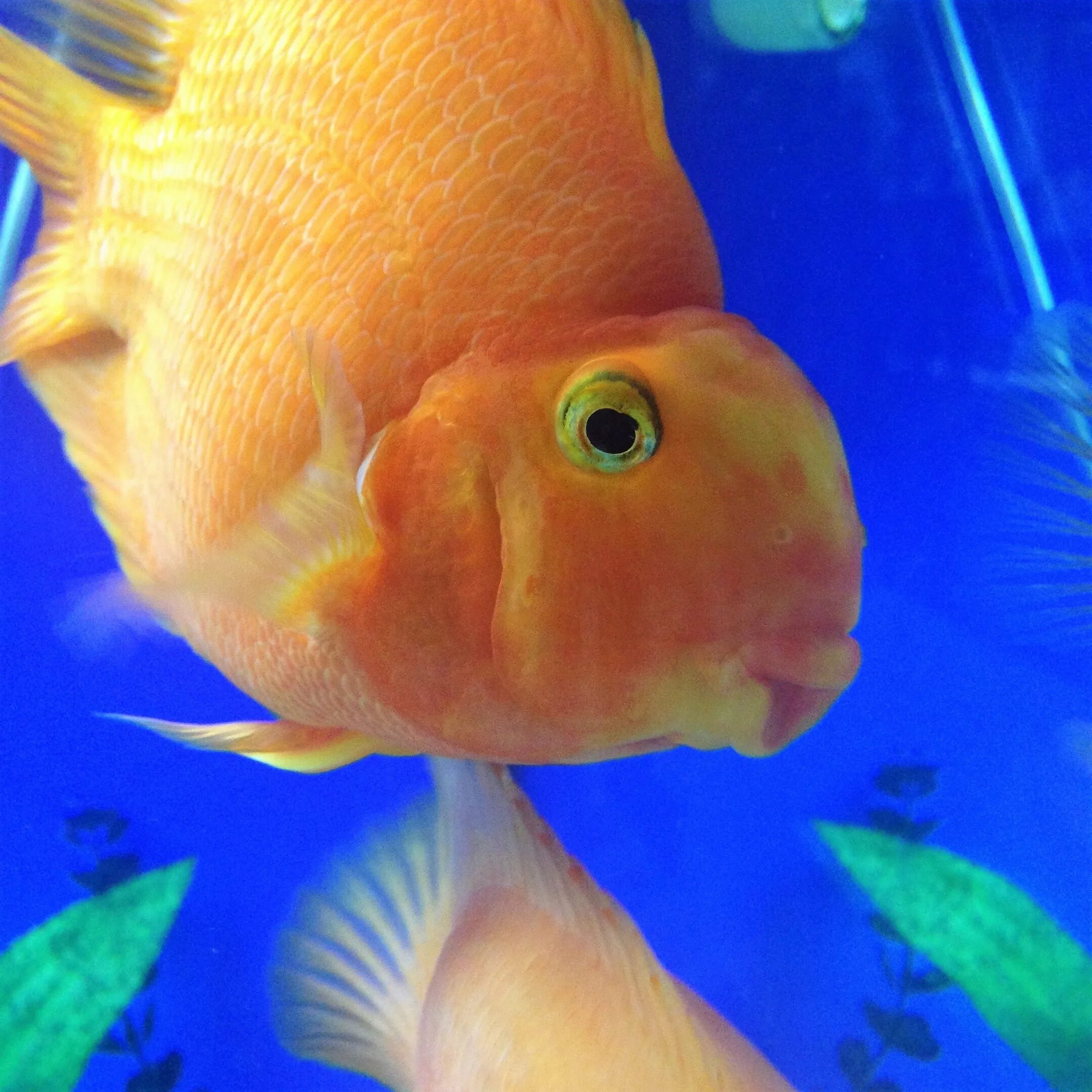 Попугай платиновый cichlasoma sp. Аквариумная рыбка цихлида попугай. Сапфировый попугайчик рыбка аквариумная. Сапфировый попугай рыбка мальки. Сапфировый попугай рыбка фото.
