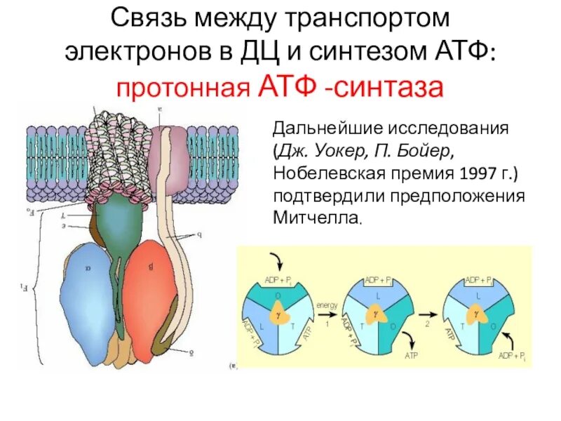 Строение атф синтазы. Протонная АТФ синтаза. АТФ синтаза Митчелл. Матрикс АТФ синтаза.