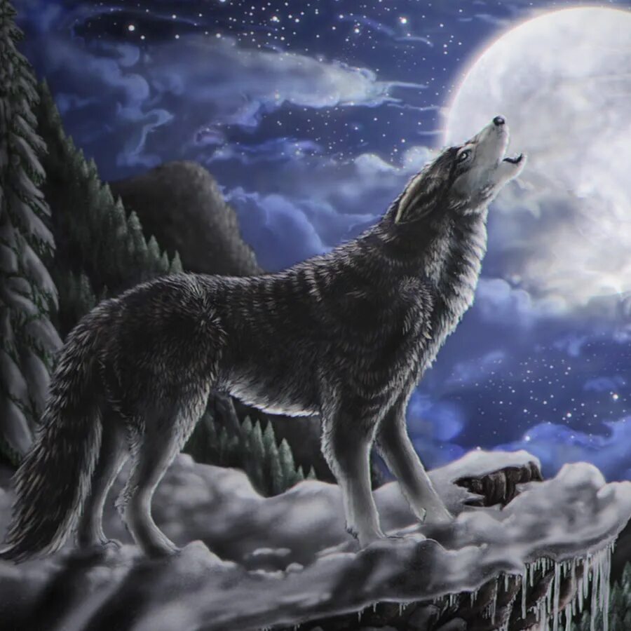 Воющий волк. Волк и луна. Вой волка. Красивый волк. Волк воет на луну.
