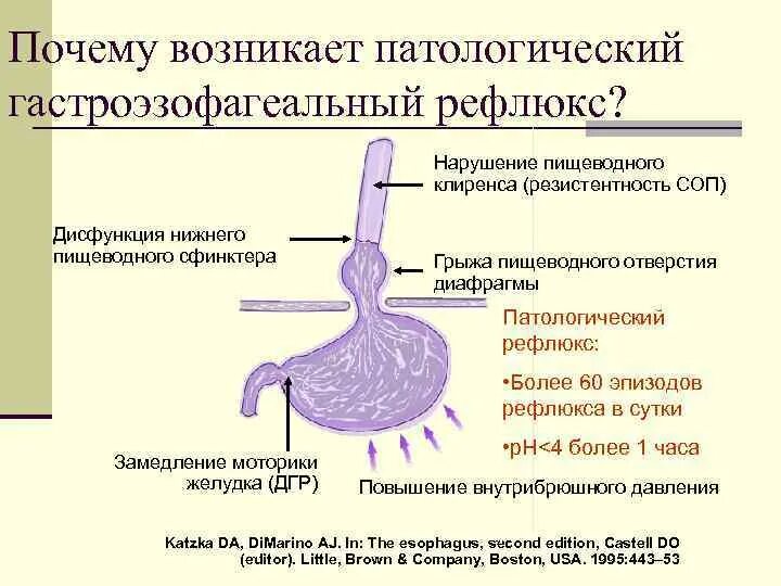 Пищевод антибиотики