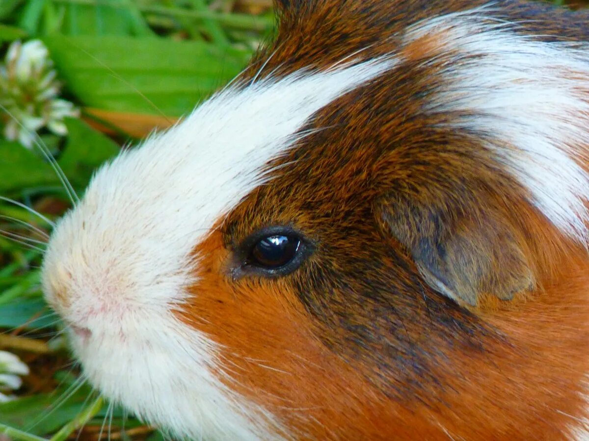 Голубой морская свинка. Cavia для морских свинок. Cavia porcellus (Guinea Pig). Морская Свинка короткошерстная. Морская Свинка розеточная.