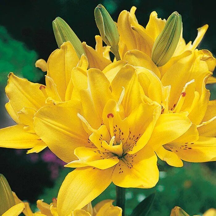 Лилия фата-моргана фото. Лилия fata morgana (азиатский гибрид махровый). Лилия азиатская махровая фата моргана. Лилия sundew сандью. Лилия моргана фото.