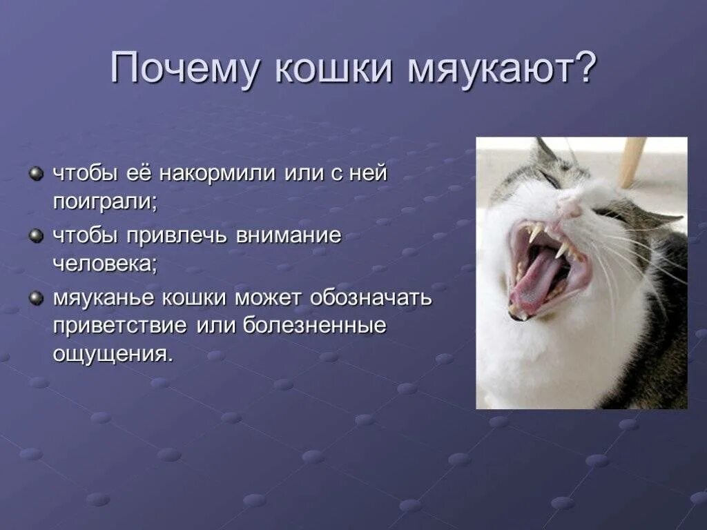 Почему коты начинают орать