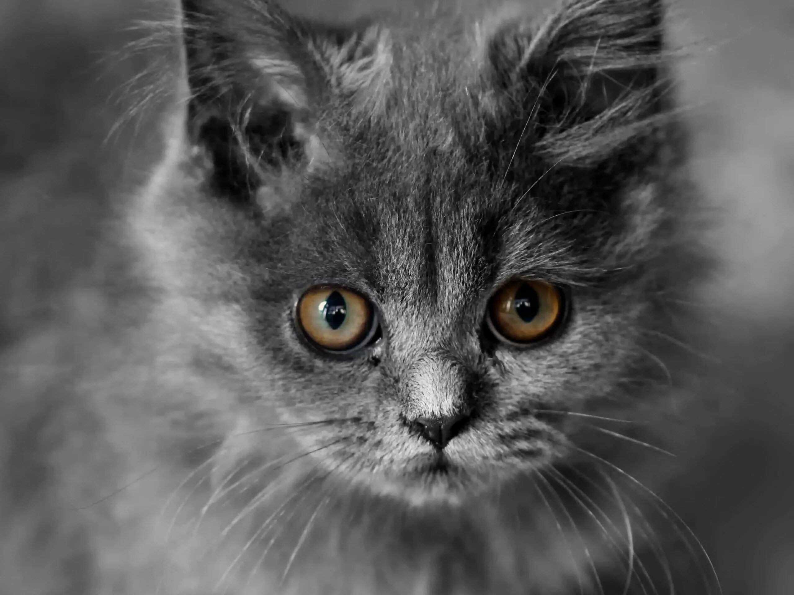 Клички для серых кошек