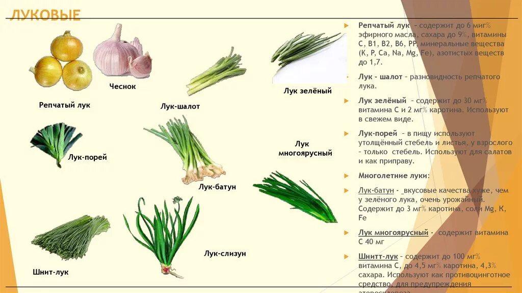 Лук шалот порей батун. Виды луковых овощей. Луковые овощи виды. Лук репчатый таблица
