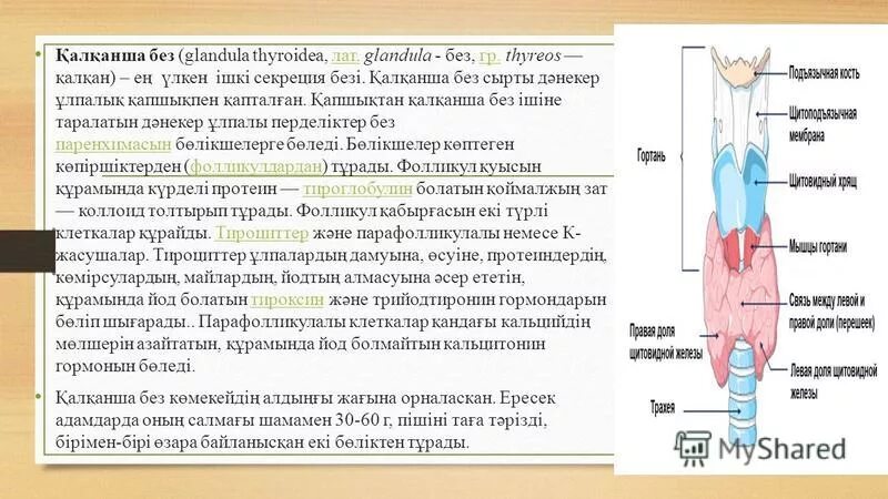 Glandula перевод с латинского