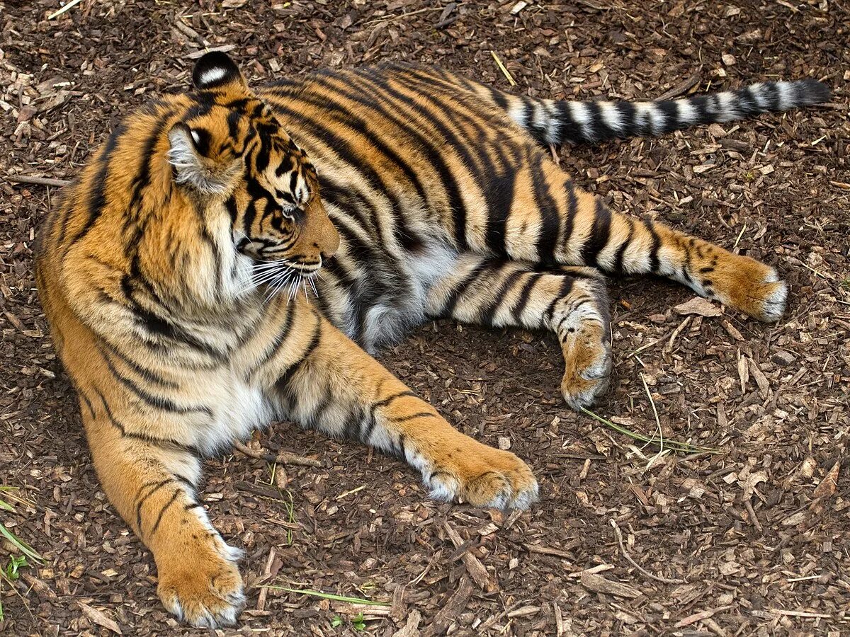 Суматранский тигр и Амурский. Суматра тигр. Золотой суматранский тигр. Суматранский тигр Павленко. Бенгальский тигр подвид тигра