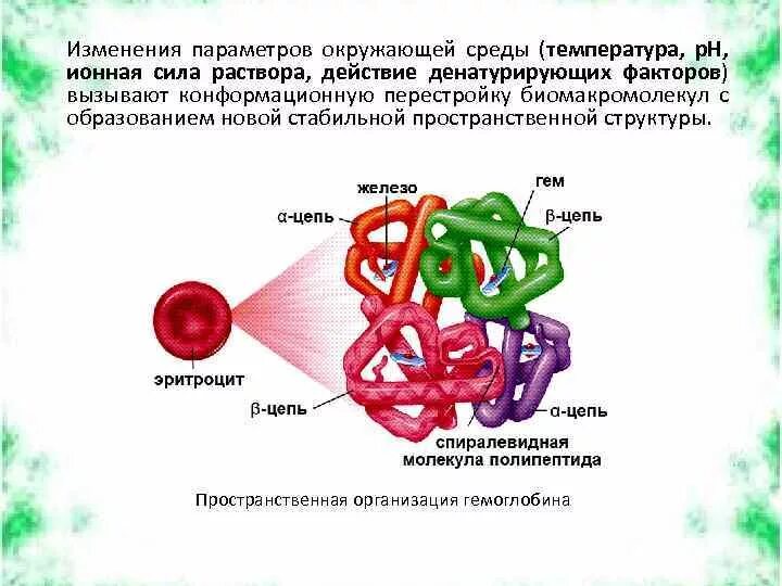 Изменение конформации. Конформации гемоглобина. Конформационные изменения гемоглобина. Изменение конформации гемоглобина. Гемоглобина пространственная молекула.