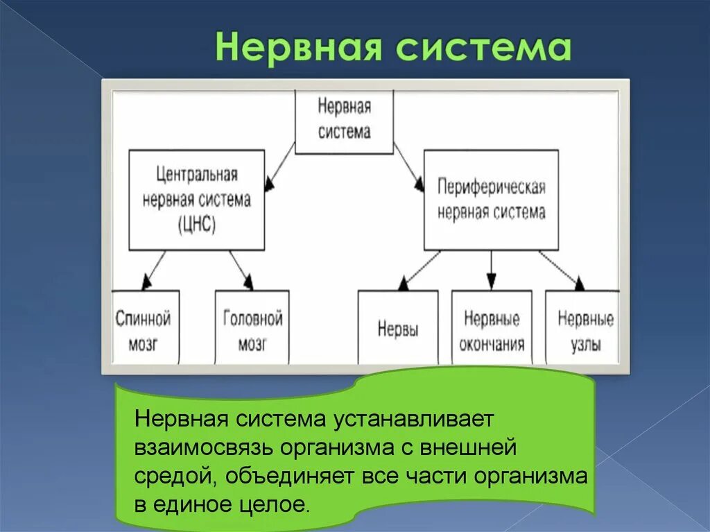 Между какими организмами устанавливаются. Связь организма с внешней средой. Взаимосвязь организма с внешней средой. Осуществление взаимосвязи организма с внешней средой. Связь организма и внешней среды обеспечивает.