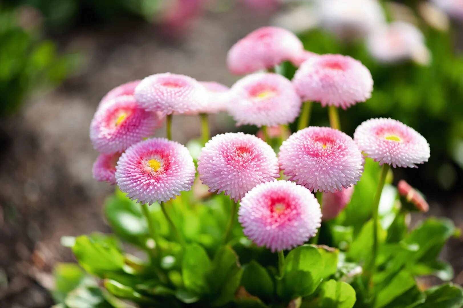 Маргаритка многолетняя Bellis perennis. Маргаритка помпонная. Маргаритка многолетняя Тассо. Маргаритка помпонная белая.