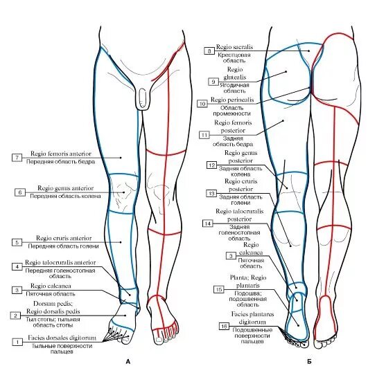 Области нижней конечности. Области нижней конечности топографическая анатомия. Границы нижней конечности топографическая анатомия. Области нижней конечности латынь. Анатомические области тела человека схема.