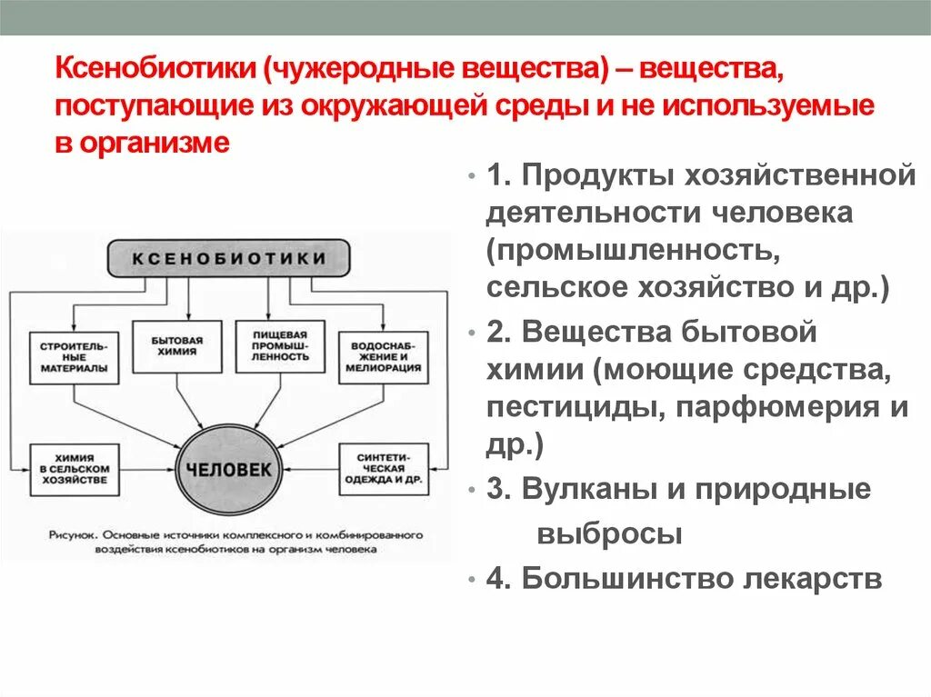 Ксенобиотики в организме. Основные источники ксенобиотиков. Превращение ксенобиотиков в организме человека. Ксенобиотики антропогенного происхождения. Влияние ксенобиотиков на организм человека.