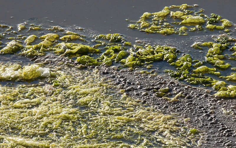 Буйки в водорослях. Крупные водоросли на поверхности воды. Зеленые водоросли в Таганрогском заливе.