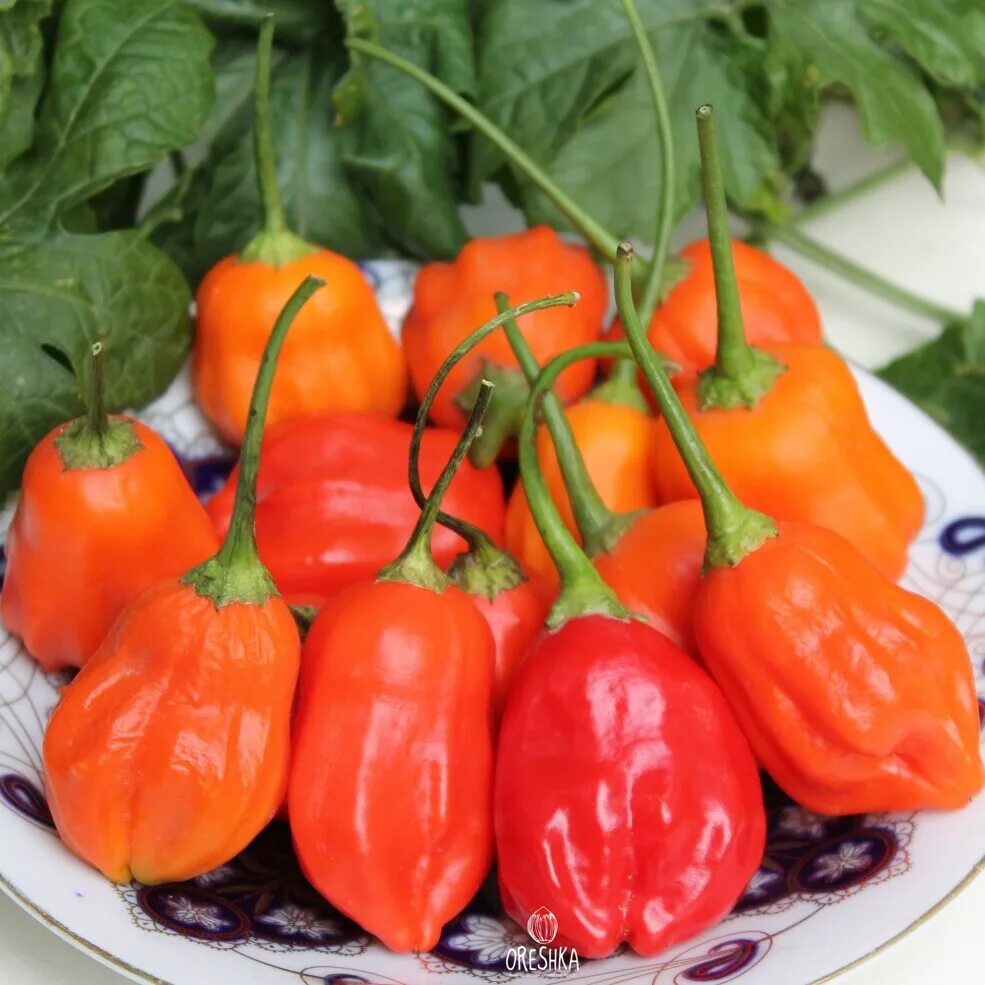 Перец жгучий орехи. Острый перец zimbabwe bird pepper. Jays ghost scorpion red. Французский перец. Перец сладкий мандариновая мечта.