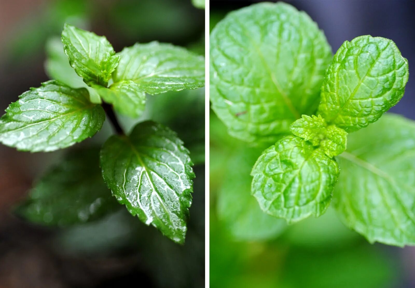 Τalia mint. Мята крупнолистная ananasminze. Мята крупнолистная ananasminze. Мята ментоловая. Mentha piperita (peppermint) leaf extract.