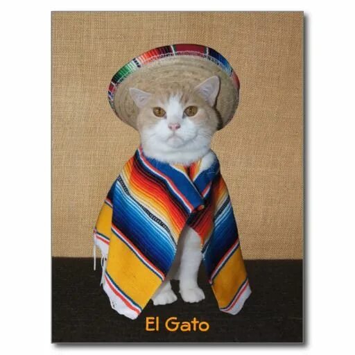 Хитрый кот в мексике живет 5. Кот в Сомбреро. Котик в мексиканской шляпе. Кот мексиканец в шляпе. Кот с маракасами.