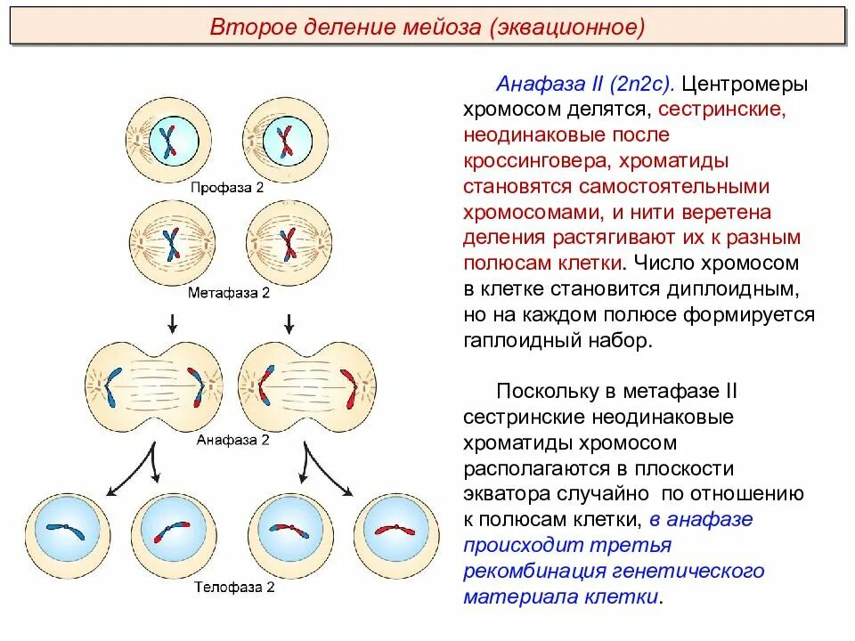 Название стадий деления клетки. Мейоз фазы таблица набор хромосом. Анафаза первого деления мейоза набор хромосом. Характеристика анафазы 2 мейоза. Мейоз фазы первое деление второе деление.