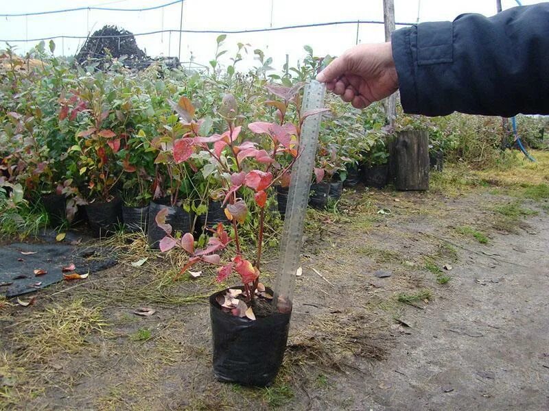 Голубика Садовая посадка. Саженец голубики 2 летний. Голубика Садовая посадка осенью. Голубика однолетние саженцы Дюк.