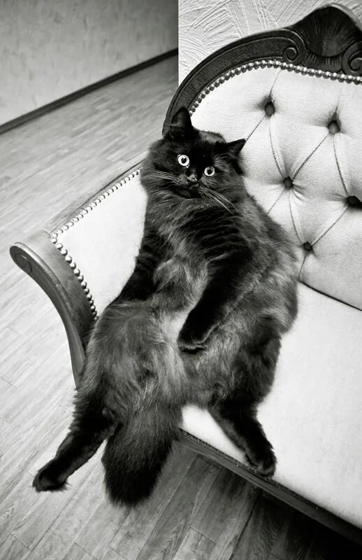 Ну как живешь скажи. Кот юмор. Черный кот сидит. Кот облом. Черный кот прикол.