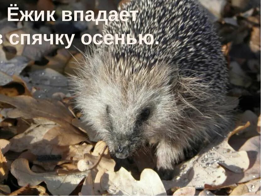 Ежик впал в спячку. Ежик впадает в спячку. еж в спячке. ёжик зимой впадает в спячку. когда ёжики впадают в спячку.