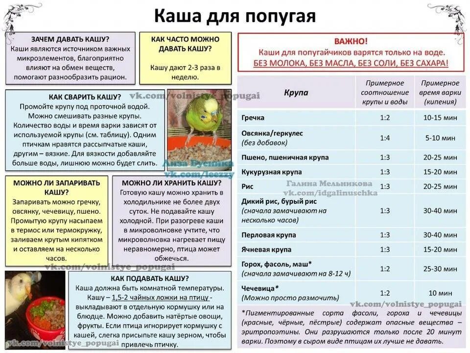 Гречку можно попугаю. Рацион питания волнистых попугаев. Чем можно кормить волнистых попугаев. Чем можно кормттьволни тых попугаев. Что можно давать попугаю коре.