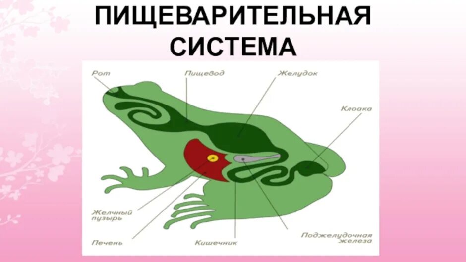 Расположи органы пищеварительной системы земноводного. Система пищеварительной системы лягушки. Схема пищеварительной системы лягушки. Схема пищеварительной системы лягушки 7 класс. Система пищеварения земноводные.