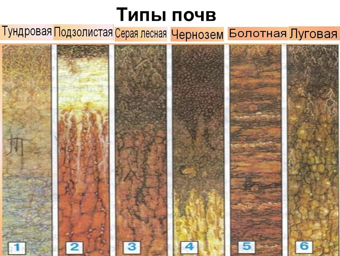 Малое количество гумуса в почвах тайги. Типы почв по плодородию. Типы почв земли в России. Тундровая почва подзолистая серая Лесная чернозем Болотная Луговая. Типы почв России таблица типы почв особенности.