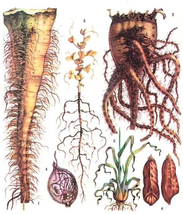 Корень паразит