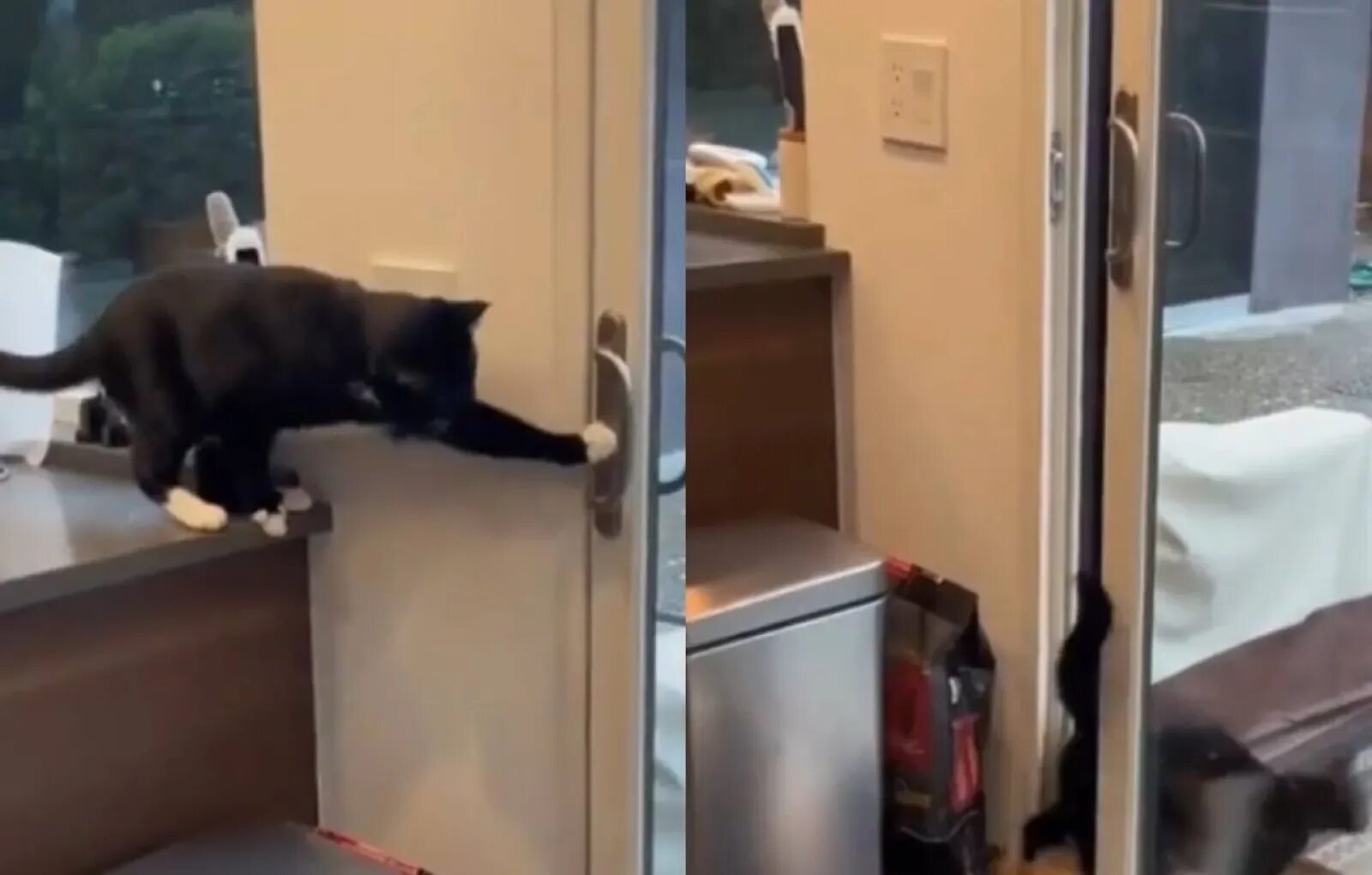 Кот открыл кран. Кот открывает дверь. Открой дверь кот. Свободный котик. Дверь от кошки.