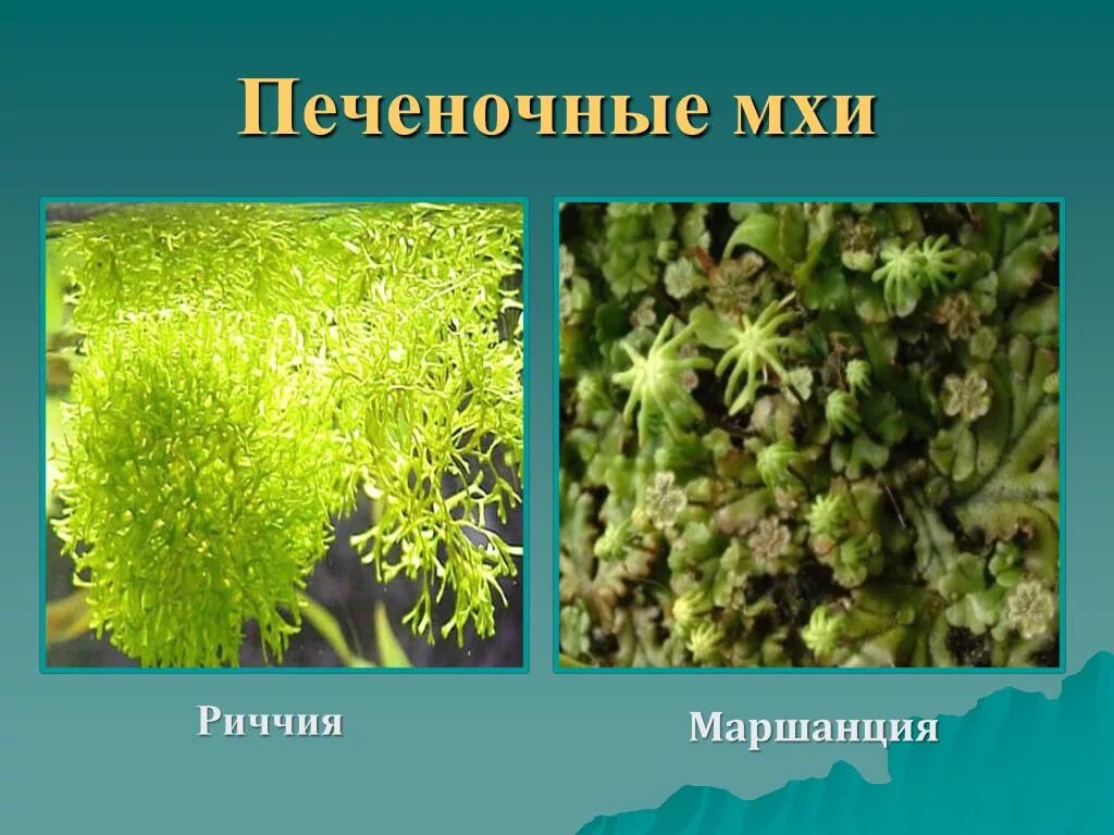 Примеры мхов 7 класс. Печёночники мхи риччия. Печеночные мхи риччия. Мхи риччия маршанция. Мох риччия.