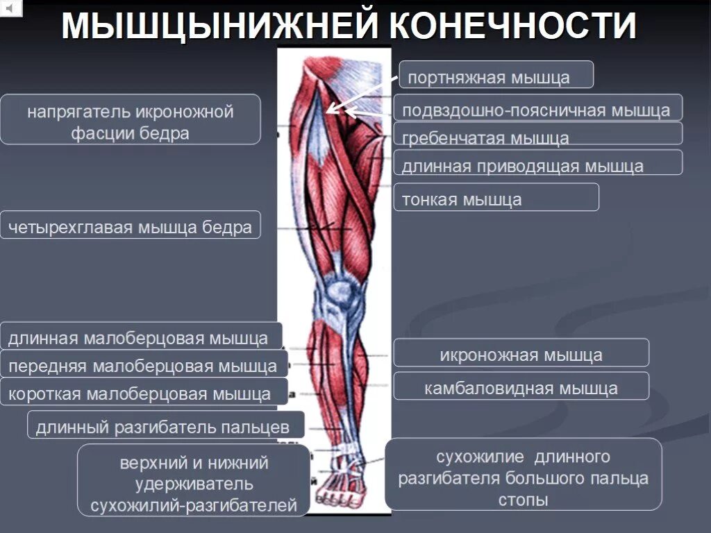 Назовите функции мышц