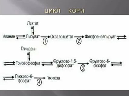 Цикл кори