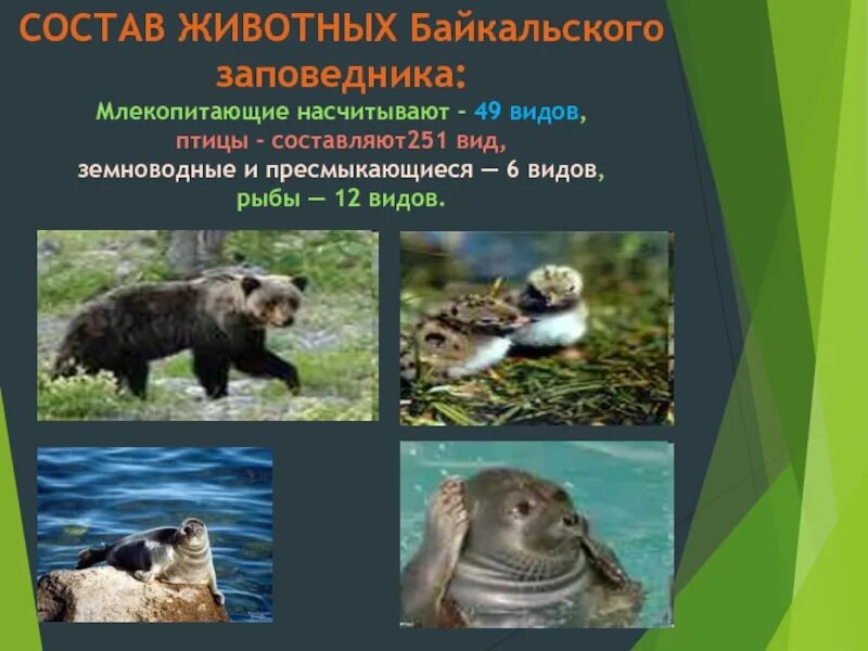 Забайкальский национальный парк примеры растений или животных Уход за стланцевыми растениями в условиях Сибирского климата