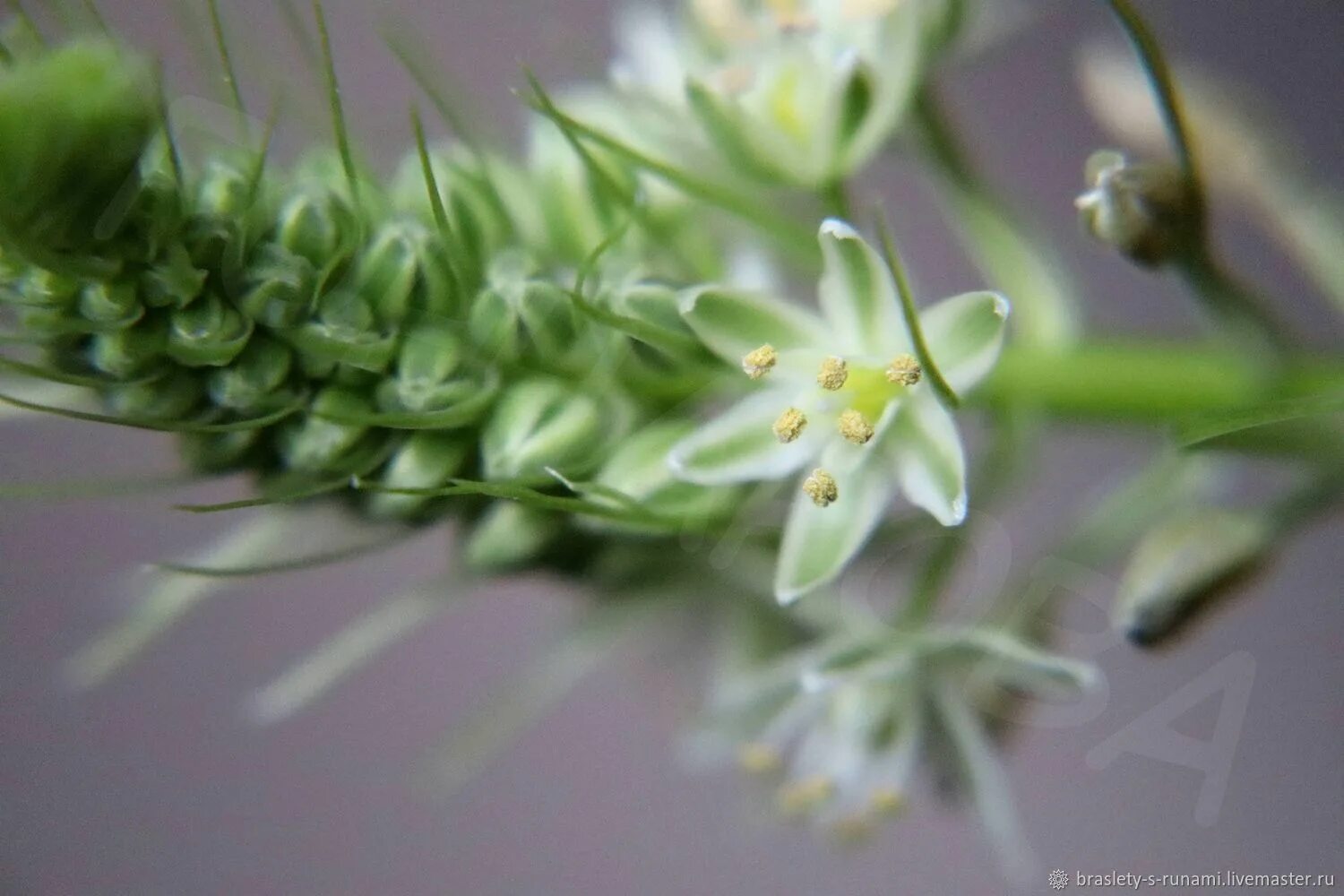 Plant ID - Death Camas or False Sea Onion ??? According to. Flickr