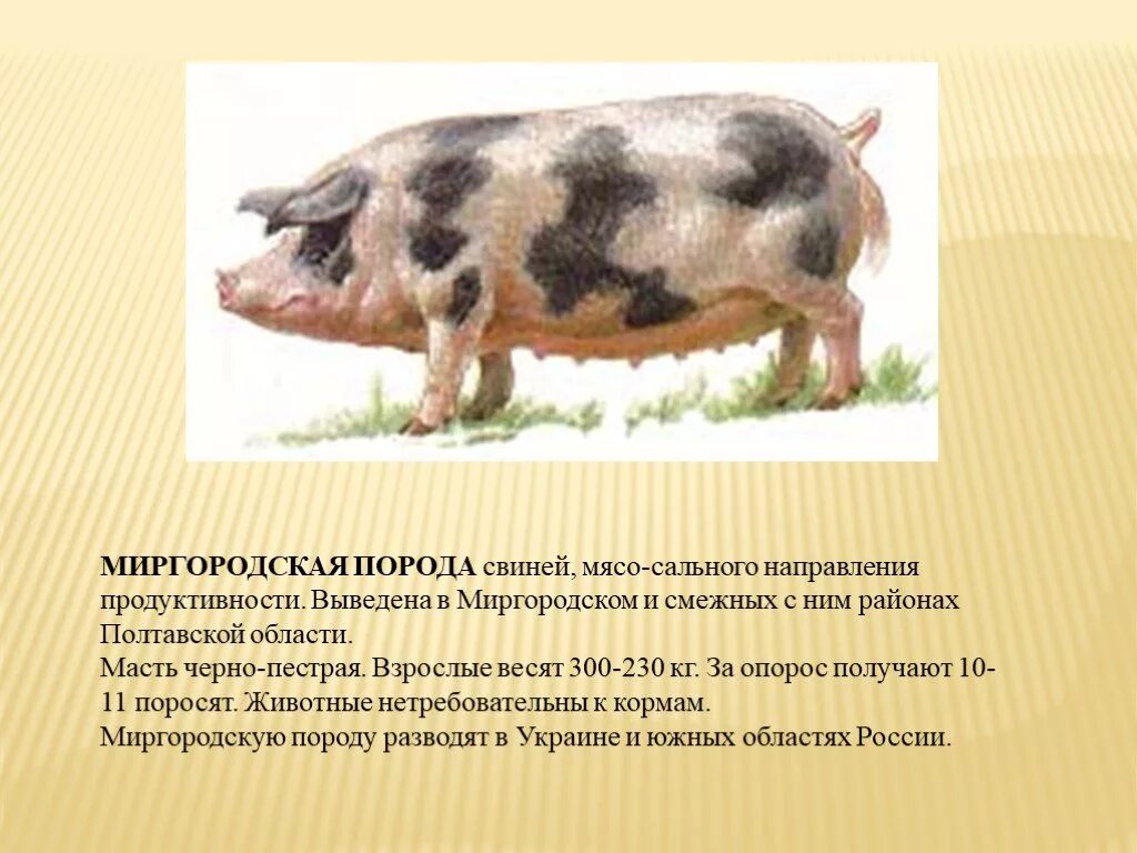 Породы свиней мясные беконные и. Боргояковская порода свиней. Свиноводство породы свиней сальные. Миргородская порода порода свиней. Оценка свиней