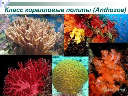 Представители коралловых полипов