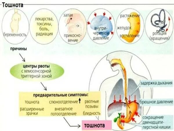 Причины возникновения тошноты. Почему тошнит. Причины рвоты. Тошнота причины.