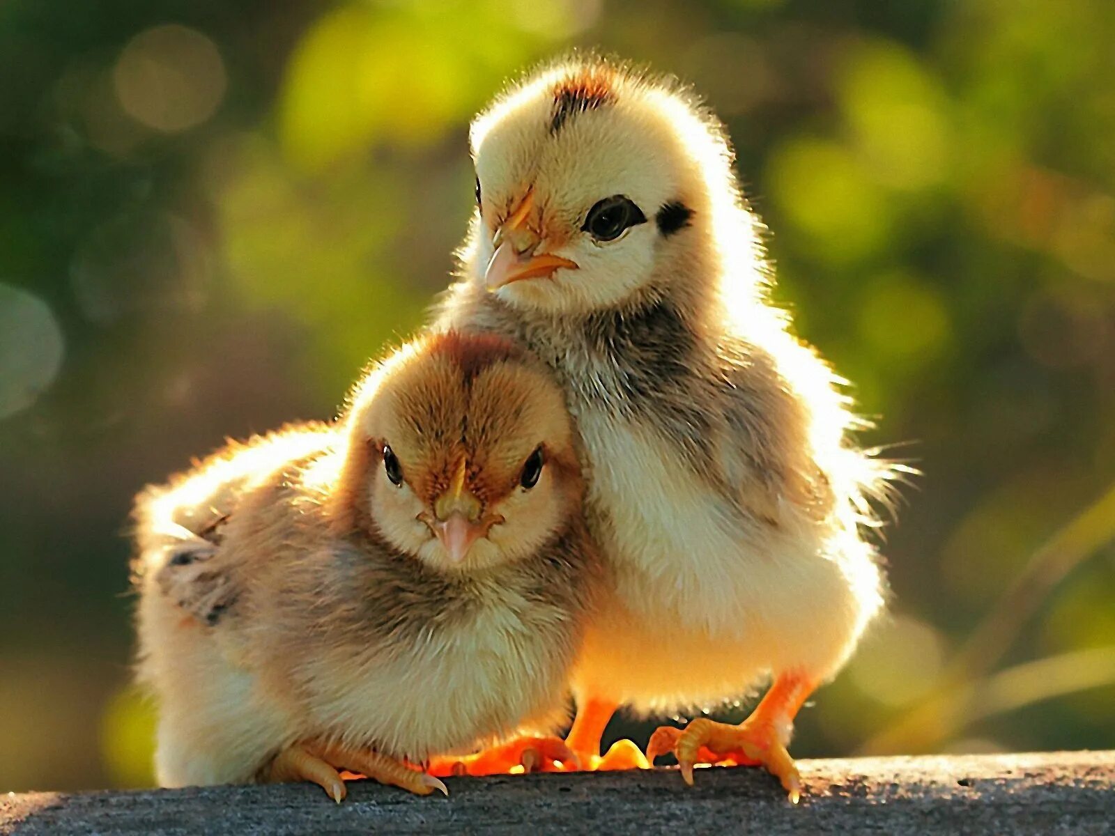 2 chicks. Милые животные. Красивые и милые животные. Милые зверьки. Самые красивые животные.