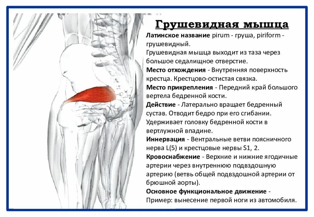 Сильная боль в подвздошной. Грушевидная мышца функции анатомия. Грушевидная мышца ягодицы. Грушевидная мышца прикрепление и функции. Ягодичные мышцы седалищный нерв анатомия.