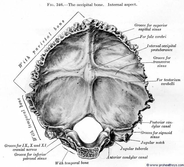 Sulcus sinus petrosi inferioris