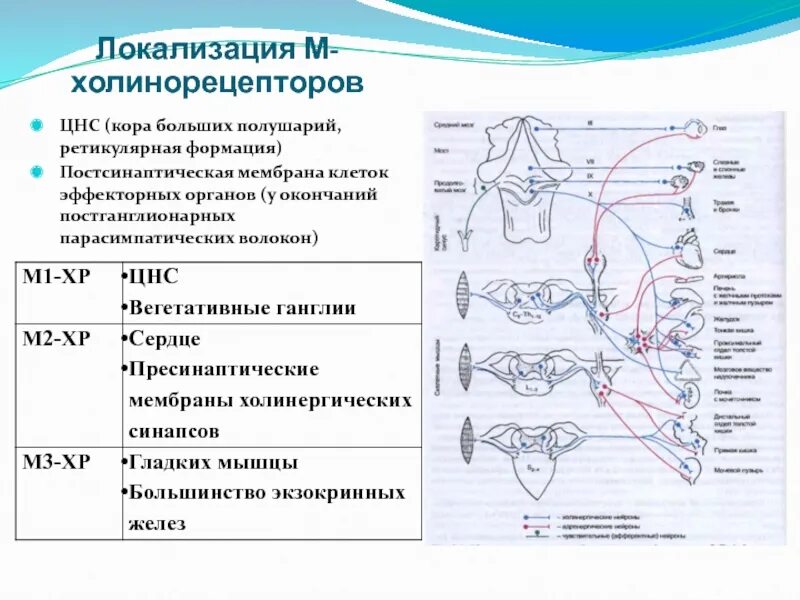 Локализация холинорецепторов. Локализация м холинорецепторов клетки эффекторных органов. Локализация н-холинорецепторов. Локализация м и н холинорецепторов. Локализация холинорецепторов фармакология.