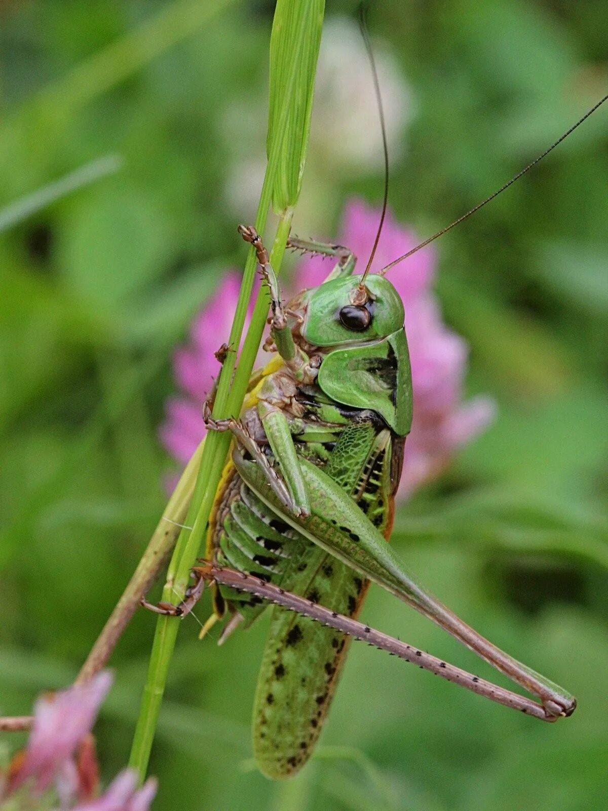 Саранча какой тип. Кузнечик серый (Decticus verrucivorus). Саранча насекомое. Саранча обыкновенная. Саранча перелётная.