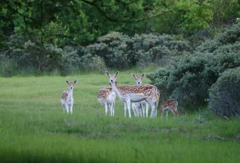 Wildlife work