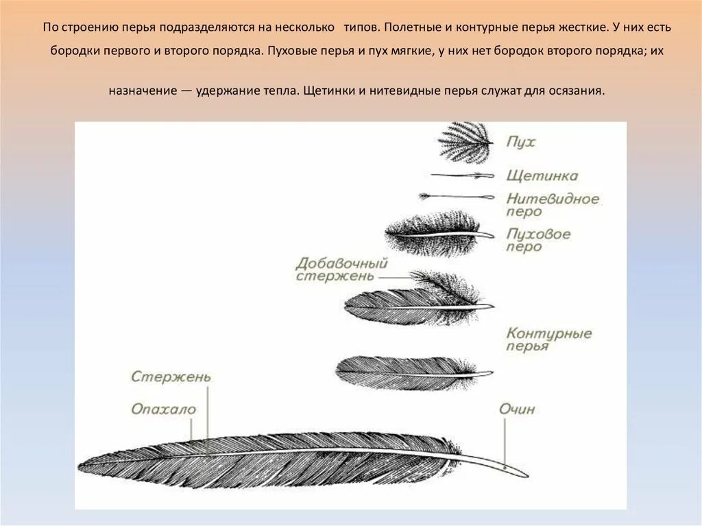 Сравнение контурного и пухового пера размеры. Пуховое перо птицы строение. Пуховое перо голубя строение. Строение пухового пера рисунок. Маховое перо птицы строение.