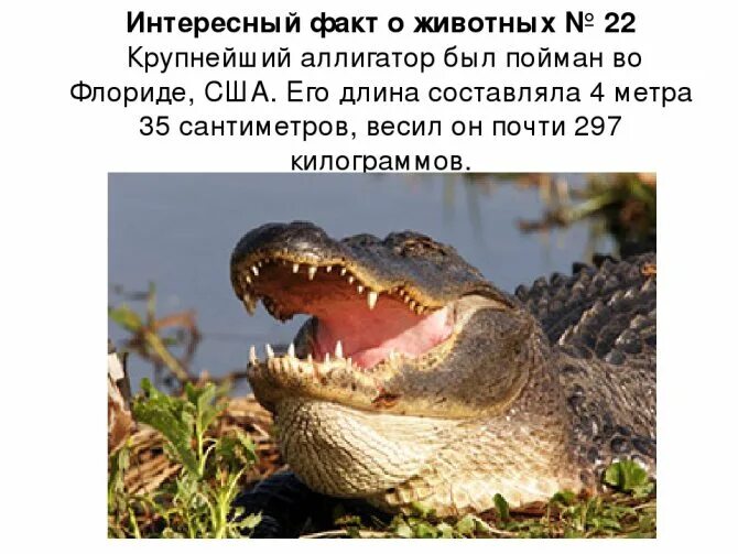 Факты о животных и людей. Животные. невероятные факты. интересные факты о животном мире. интересные факты о животных 3 класс. интересные факты в мире животных.