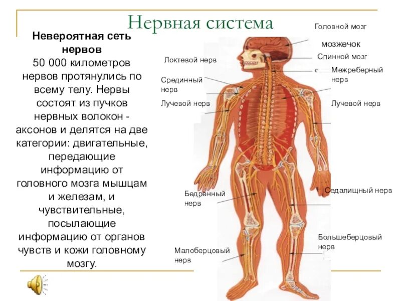 Системы в биологии 8 класс. Нервная система человека 8 класс. строение нервной системы 8 класс биология. нервная система человека 8 класс биология. нервная система человека 9 класс биология.