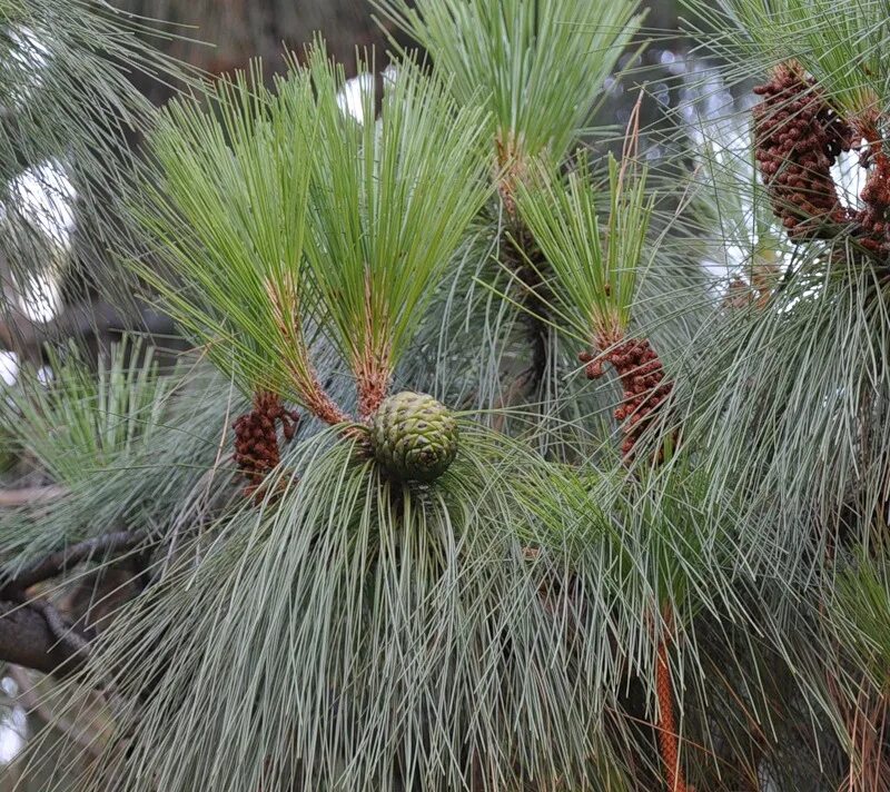 Pinus canariensis. Сосна Канарская. Сосна Канарская шишка. Pinus canariensis (1870).. Сосновые порядок хвойные