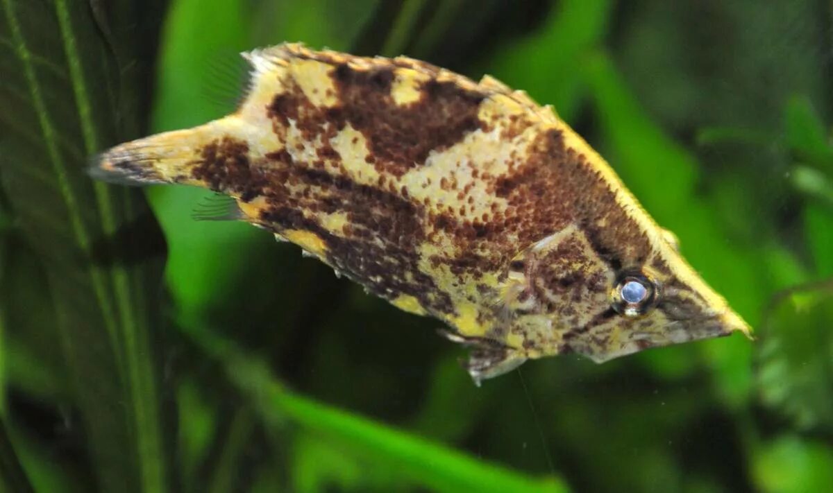 Рыбка лист. Monocirrhus polyacanthus. рыба лист. амазонская рыба лист. рыбка на листе.