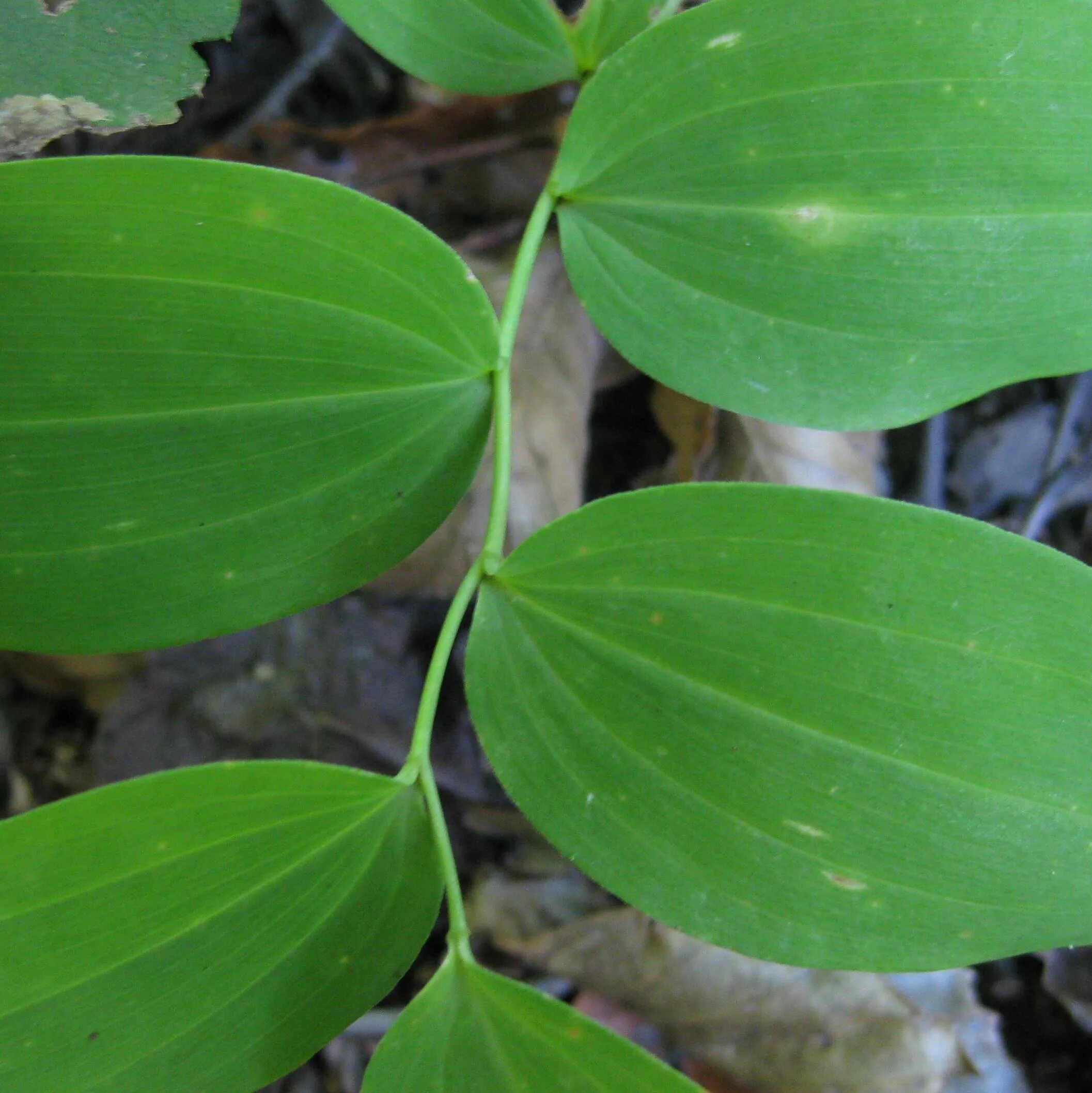 Sessilifolia/сессилифолия. Macropiper. Plant north