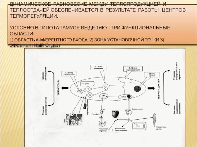 Баланс теплопродукции и теплоотдачи. Установочная точка центра терморегуляции гипоталамуса. баланс теплопродукции и теплоотдачи обеспечивается. установочная точка температурного гомеостаза. установочная температурная точка.